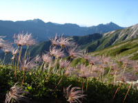朝日に光るチングルマの写真