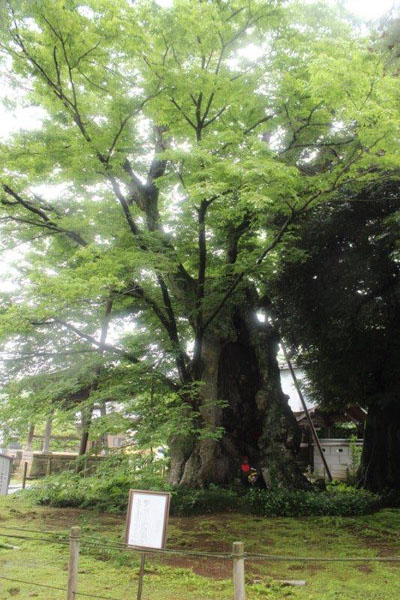 �n���O�̎ʐ^