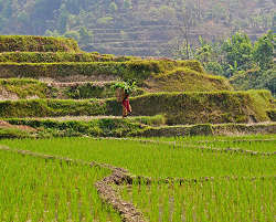 �o���f�B�v���ߍx�_���n�тł̎ʐ^