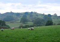 �ΐ��n���@�L��Ȗq���n�ň�ޗr�̌Q��̎ʐ^