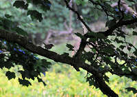 �ΐ��n���@���h��Ō��������쒹�̎ʐ^