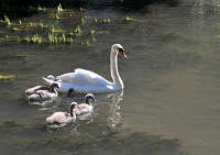 �R�b�c�E�H���Y�n���@�n�C�u���[�@�����̐e�q�̎ʐ^