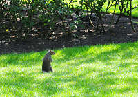 �����h���@�C�M���X�ő勉�K�N���N�C�[���Y�E���A���[�Y�E�K�[�f���@�쐶�̃��X�̎ʐ^