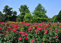  �����h���@�N�C�[���Y�E���A���[�Y�E�K�[�f�����K�N���̎ʐ^