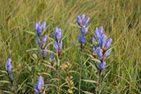 ���ɂ��悮�G�]�����h�E�̎ʐ^