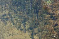 �����ɂ������ރq���}�X�̎ʐ^