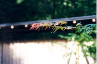 �g�t�̖�I�����z�Ɍ���ʐ^